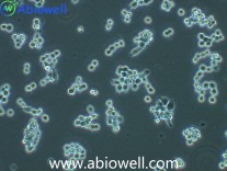 RAW264.7 (小鼠单核巨噬细胞白血病细胞)（STR鉴定）