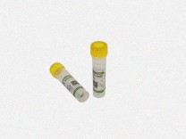 ZHX2 Recombinant Rabbit Monoclonal  Antibody