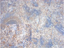 FOXP3 Mouse Monoclonal Antibody