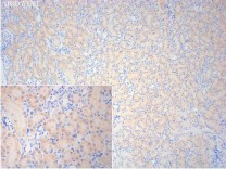 FDX1 Recombinant Rabbit Monoclonal  Antibody