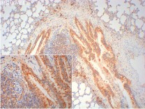 ATG5 Recombinant Rabbit Monoclonal  Antibody