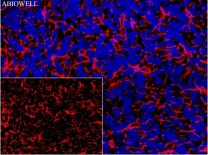 GFAP Recombinant Rabbit Monoclonal Antibody