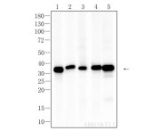 Caspase-3 Recombinant Rabbit Monoclonal  Antibody