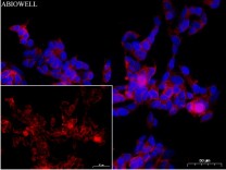 MAP2 Mouse Monoclonal Antibody