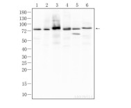 FACL4 Recombinant Rabbit Monoclonal Antibody