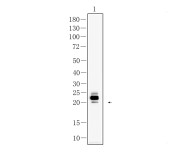 CD3G Recombinant Rabbit Monoclonal  Antibody