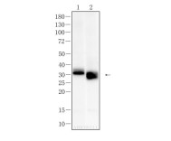 Bcl-XL Recombinant Rabbit Monoclonal  Antibody