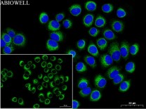 Bcl-XL Recombinant Rabbit Monoclonal  Antibody