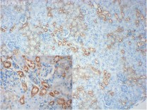 PTGER2 Recombinant Rabbit Monoclonal  Antibody