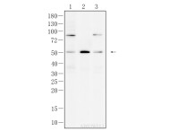 PTGER2 Recombinant Rabbit Monoclonal  Antibody