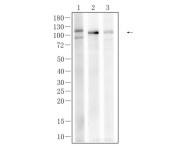 NLRP3 Recombinant Rabbit Monoclonal Antibody