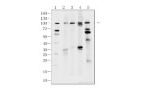 Nrf2 Rabbit Polyclonal Antibody