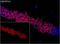 Histone H3 Recombinant Rabbit Monoclonal Antibody