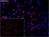 Histone H3 Recombinant Rabbit Monoclonal Antibody