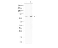 ELK1 Rabbit Monoclonal Antibody