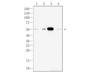 CD16 Recombinant Rabbit Monoclonal Antibody