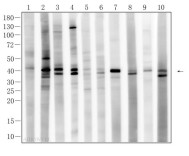 ERK1/2(Phospho Thr202/Y204) Rabbit Polyclonal Antibody