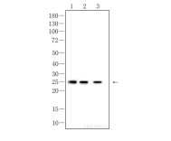 HPRT Recombinant Rabbit Monoclonal  Antibody