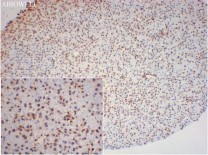 Histone H3 Recombinant Rabbit Monoclonal Antibody