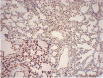 Histone H3 Recombinant Rabbit Monoclonal Antibody