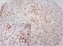 Histone H3 Recombinant Rabbit Monoclonal Antibody