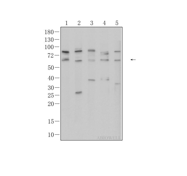 AKT1/2/3 Rabbit Polyclonal Antibody
