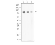 ICAM-1 Mouse Monoclonal Antibody