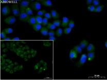 Nrf2 Rabbit Polyclonal Antibody