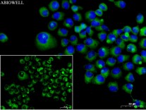 ERK1/2(Phospho Thr202/Y204) Rabbit Polyclonal Antibody