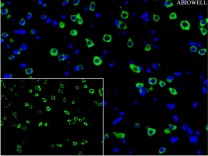 CHOP Recombinant Rabbit Monoclonal  Antibody