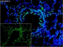 Histone H3 Recombinant Rabbit Monoclonal Antibody