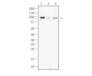 Calnexin Rabbit Polyclonal Antibody