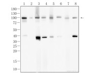 EZH2 Recombinant Rabbit Monoclonal Antibody