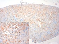 ERK1/2 Recombinant Rabbit Monoclonal Antibody