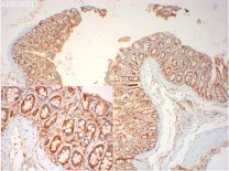 ERK1/2 Recombinant Rabbit Monoclonal Antibody