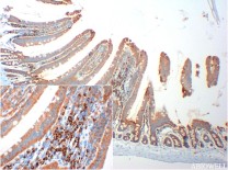 ATG5 Recombinant Rabbit Monoclonal  Antibody