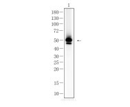 GFAP Recombinant Rabbit Monoclonal Antibody