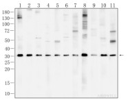 Parkin Recombinant Rabbit Monoclonal Antibody