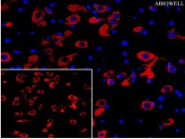 CHOP Recombinant Rabbit Monoclonal  Antibody