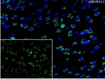 CHOP Recombinant Rabbit Monoclonal  Antibody