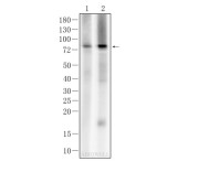 DRP1 Mouse Monoclonal Antibody