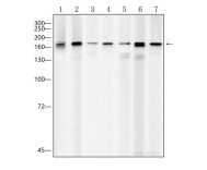 EEA1 Mouse Monoclonal Antibody