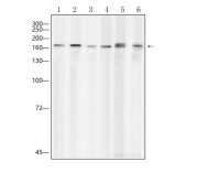 EEA1 Mouse Monoclonal Antibody