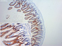 Integrin alpha 2 Recombinant Rabbit  Monoclonal Antibody