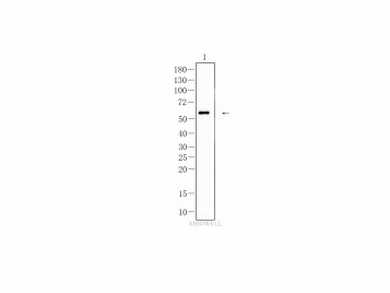 Goat anti-Mouse IgG (H+L) Secondary Antibody, HRP