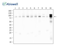 DRP1 Mouse Monoclonal Antibody