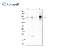 DRP1 Mouse Monoclonal Antibody