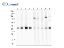 HO-1 Recombinant Rabbit Monoclonal Antibody