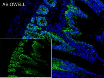 Integrin alpha 2 Recombinant Rabbit  Monoclonal Antibody