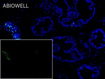 CD3G Recombinant Rabbit Monoclonal  Antibody